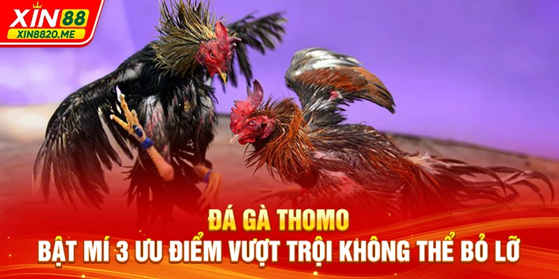 Đá Gà Thomo - Bật Mí 3 Ưu Điểm Vượt Trội Không Thể Bỏ Lỡ