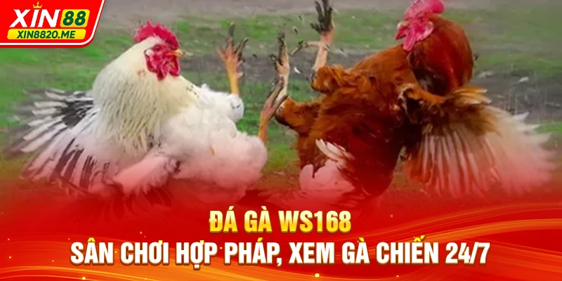 Đá Gà WS168 - Sân Chơi Hợp Pháp, Xem Gà Chiến 24/7