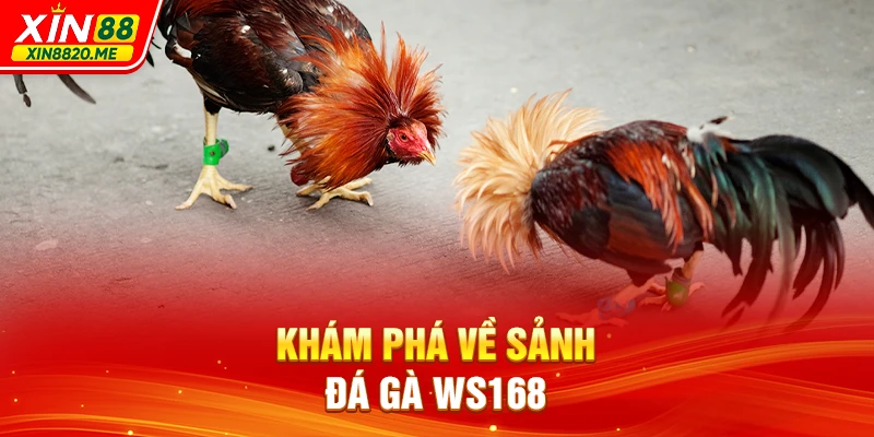 Khám phá về sảnh đá gà WS168