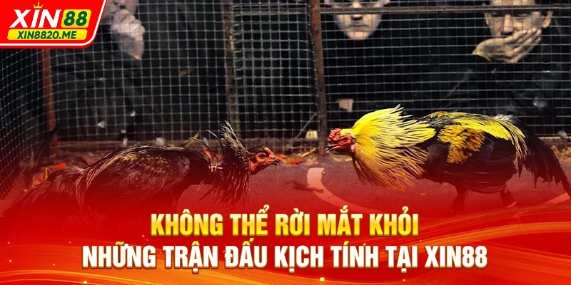 Không thể rời mắt khỏi những trận đấu kịch tính tại XIN88