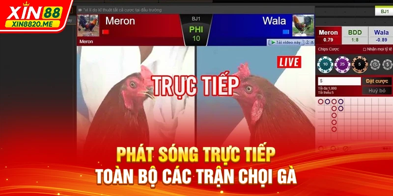 Phát sóng trực tiếp toàn bộ các trận chọi gà